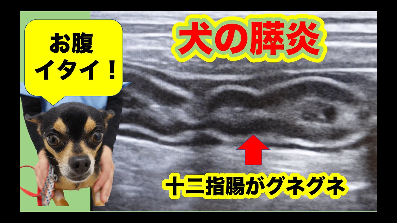 犬の膵炎