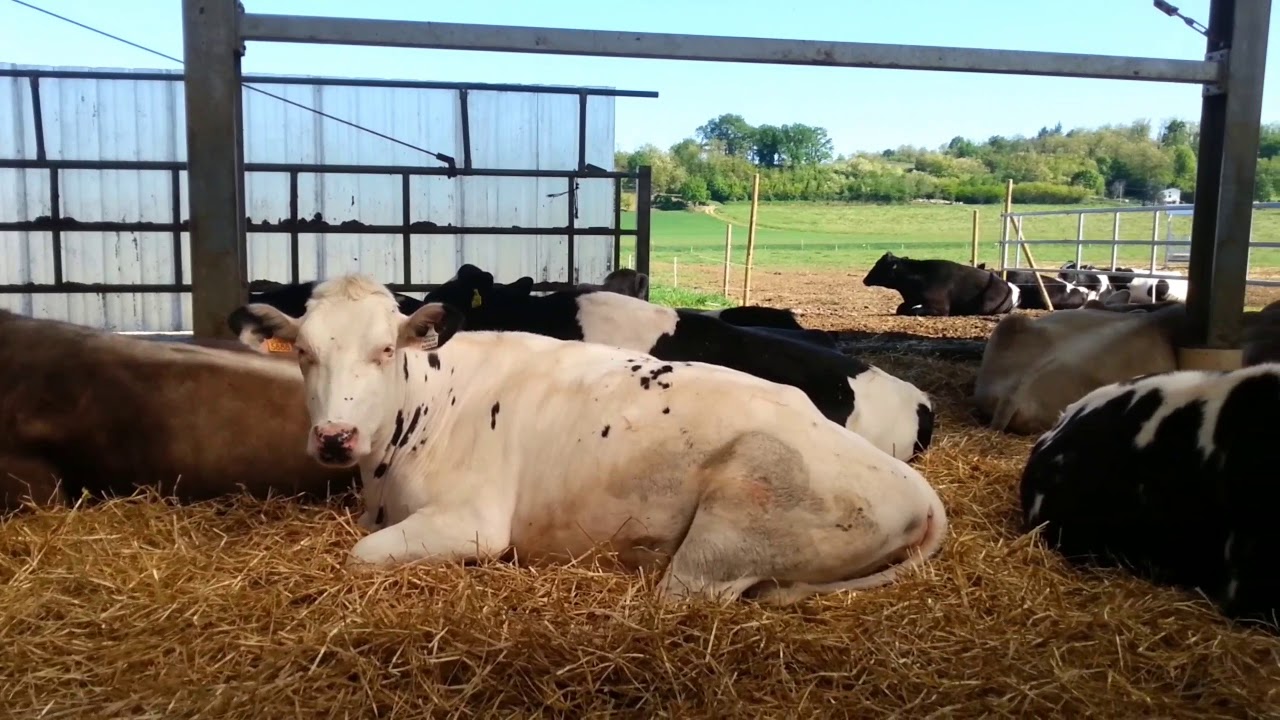 Introduzione alle RAZZE BOVINE