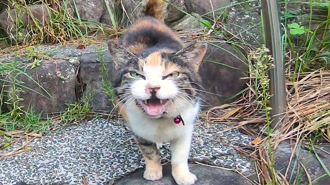 猫でも笑うことがあるらしい