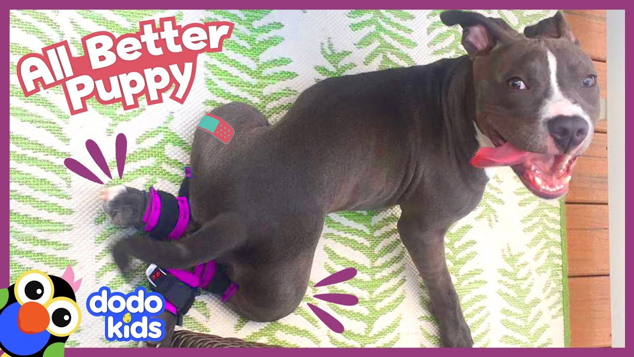 All Better — Pup With Special Legs Finds A Way To Run | All Better | Dodo Kids