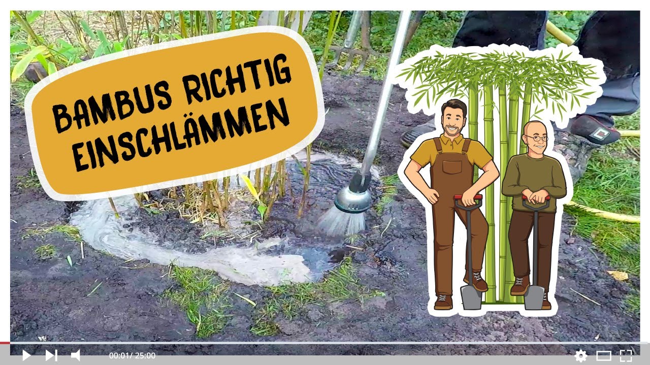 Pflanzen richtig einpflanzen. Wie schlämmen wir Bambus ein, damit er optimal anwächst?