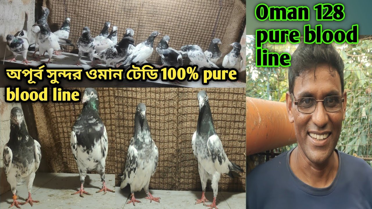 প্রিয় মানুষ জয়নাল দা/ওমান 128 টেডি কবুতরের ভিডিও খুব সস্তায় 5 জোড়া নিলে 1 জোড়া gift@Theskybirds