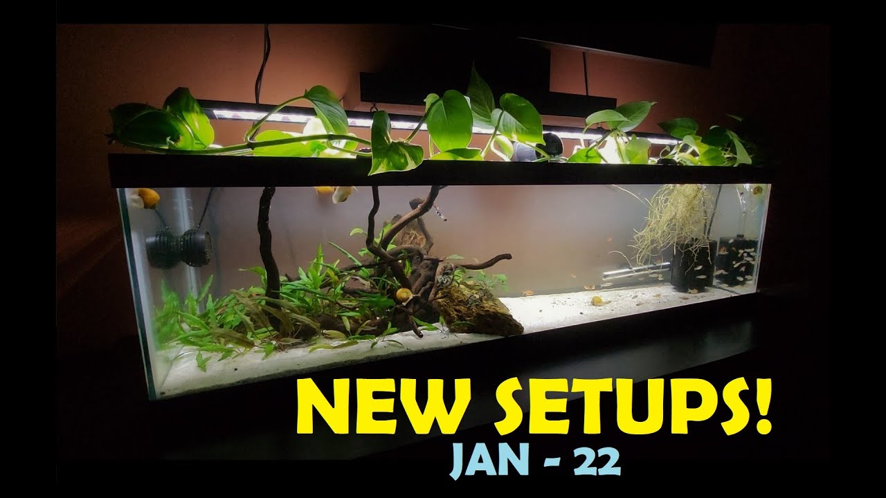 3 NEW SETUPS!  |  3, 10, and 33 Gallon Tanks!
