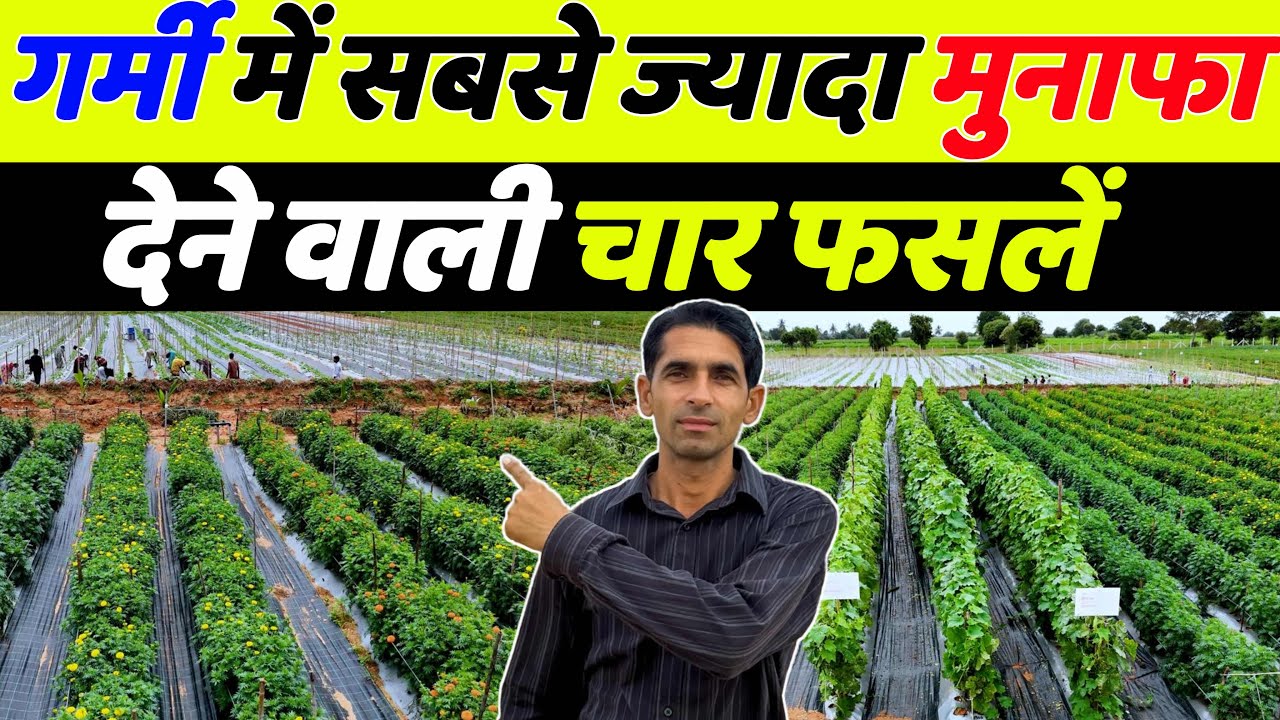 गर्मी में गरीब किसान को अमीर बनाने वाली 4 बेहतरीन फसलें | March me konsi fasal lagaye | Kheti kisani