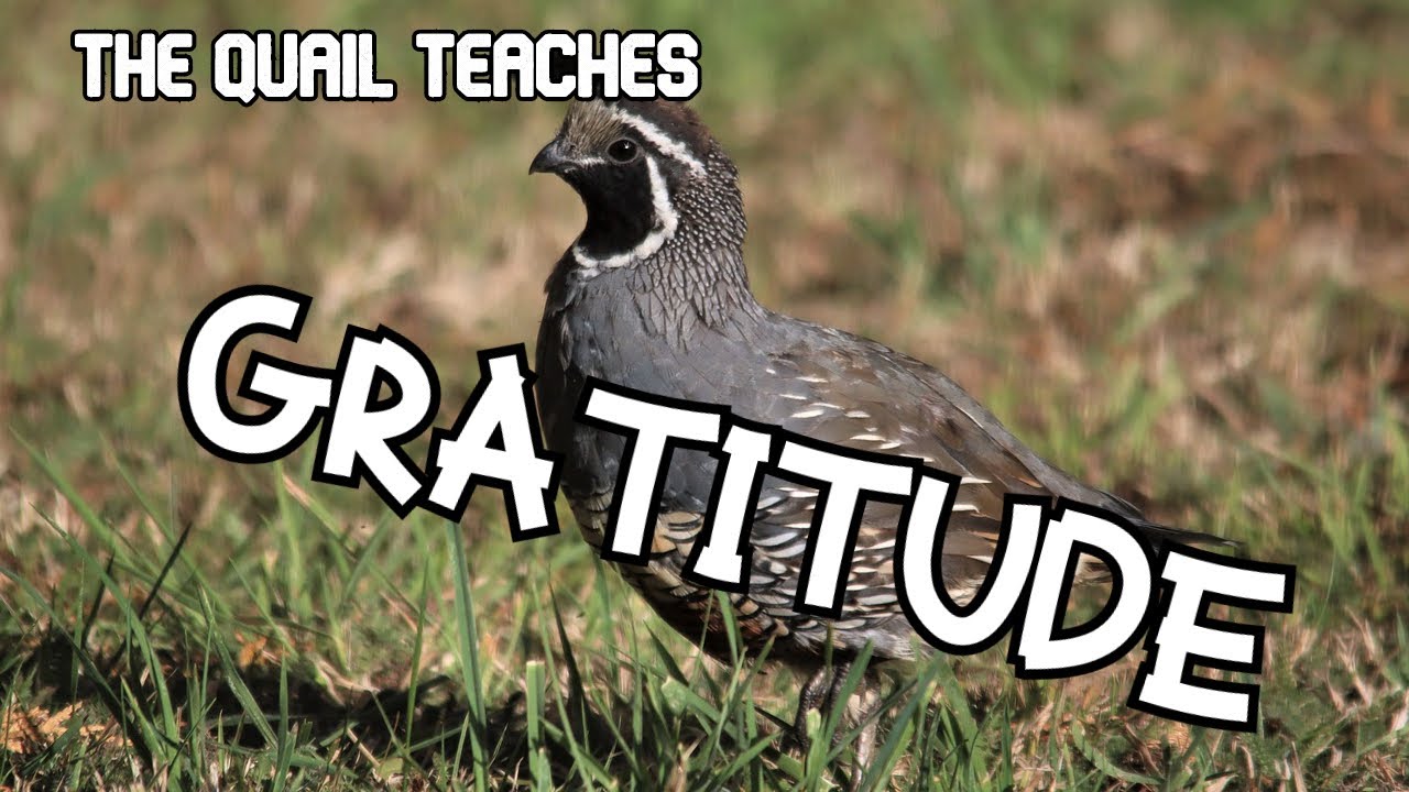 The Quail | Bible Lessons from Animals
