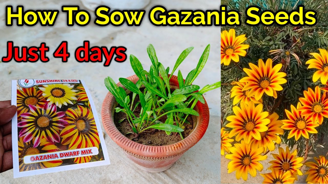 How To Grow Gazania Flower Plant From Seeds / Gazania Seeds Grow / Gazania by Seeds / Gazania Seeds