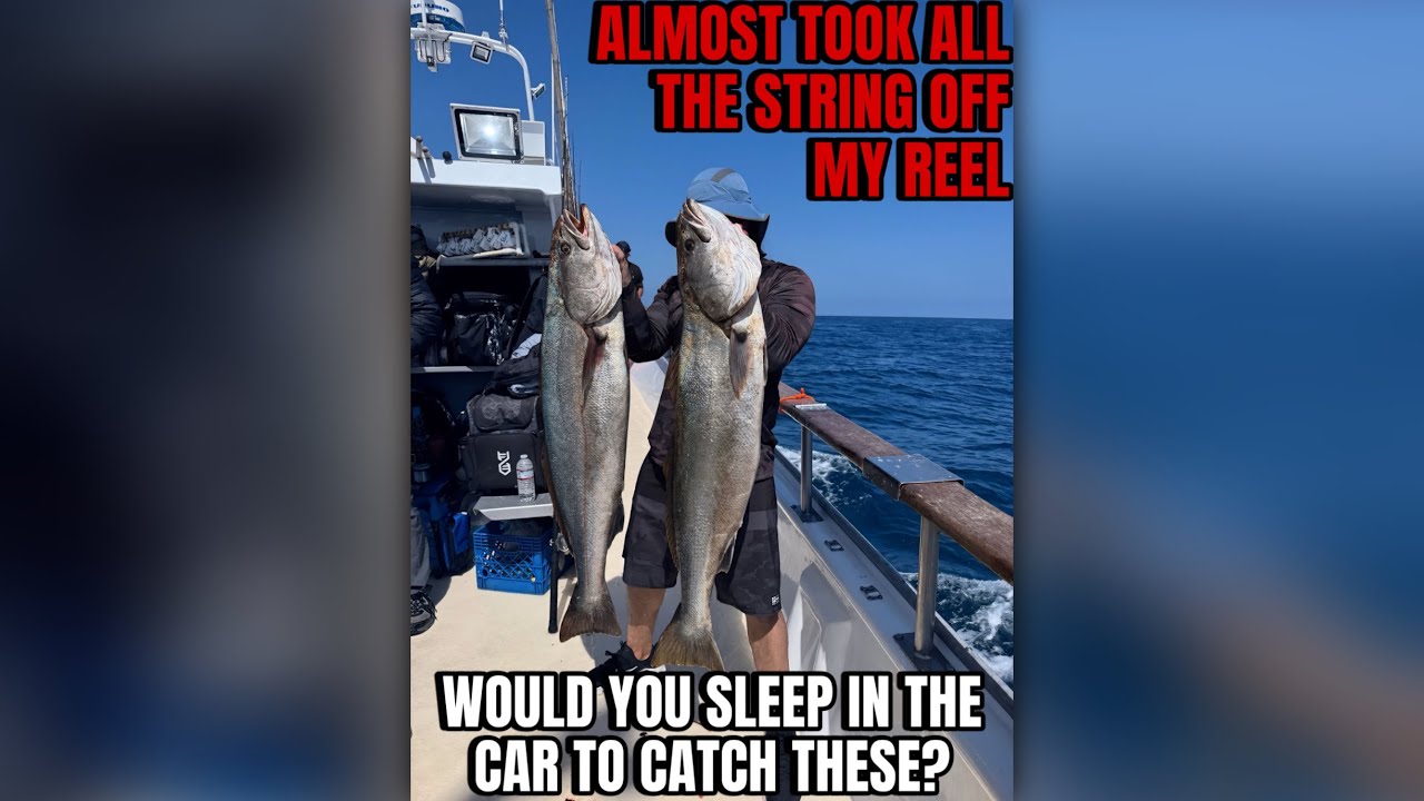 The Biggest White Sea Bass I Ever Caught‼️ Not 1 But 4 🎣
