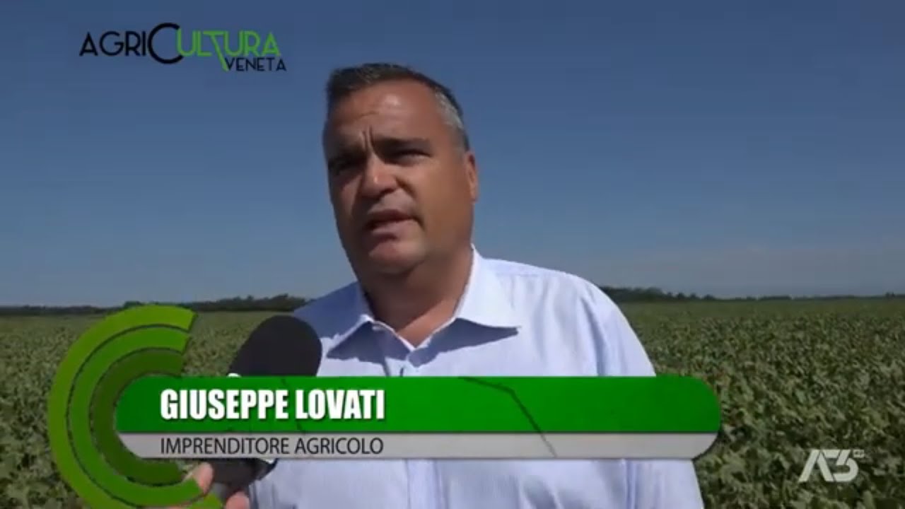 La barbabietola da zucchero