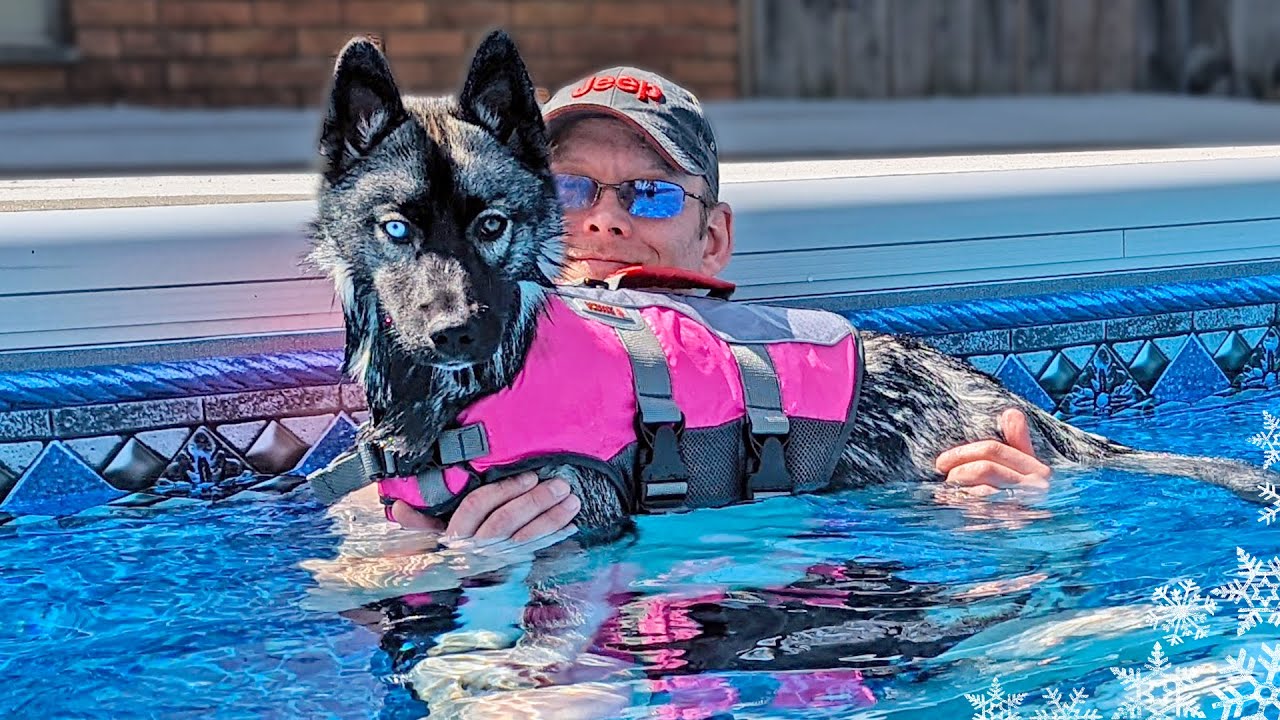 I Taught My Husky Puppy How To Swim 💦 In the Pool