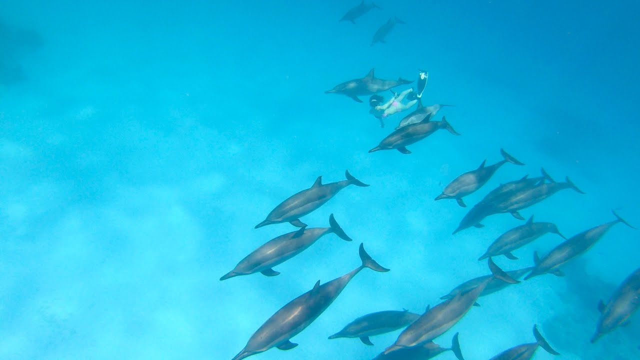 Sataya - Dolphin Reef Snorkeling