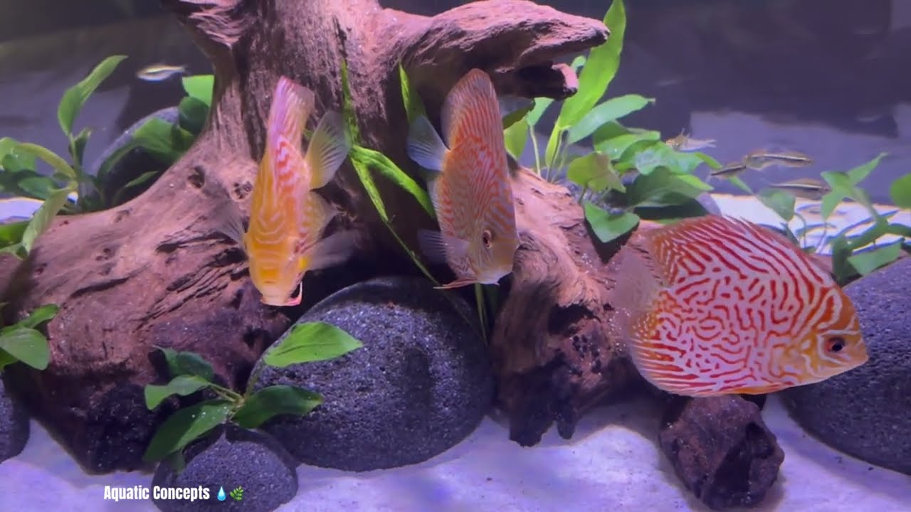 3- Beautiful Discus Tank Design Ideas For Your 75-120 Gallon Discus Fish Aquarium 4K