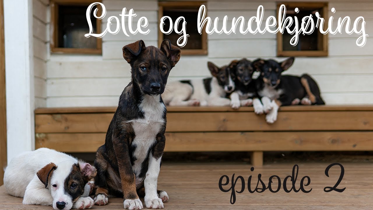 Lotte og hundekjøring - episode 2. 
