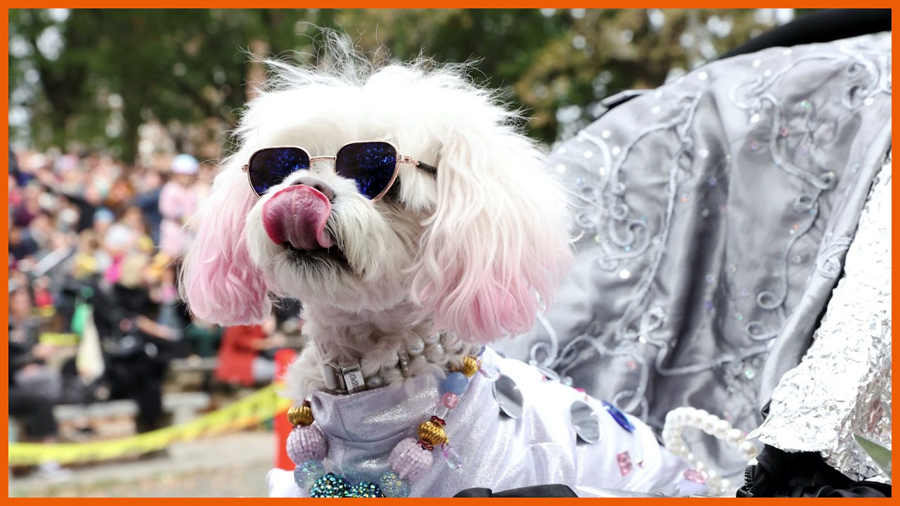 Slideshow: Halloween gone to the dogs