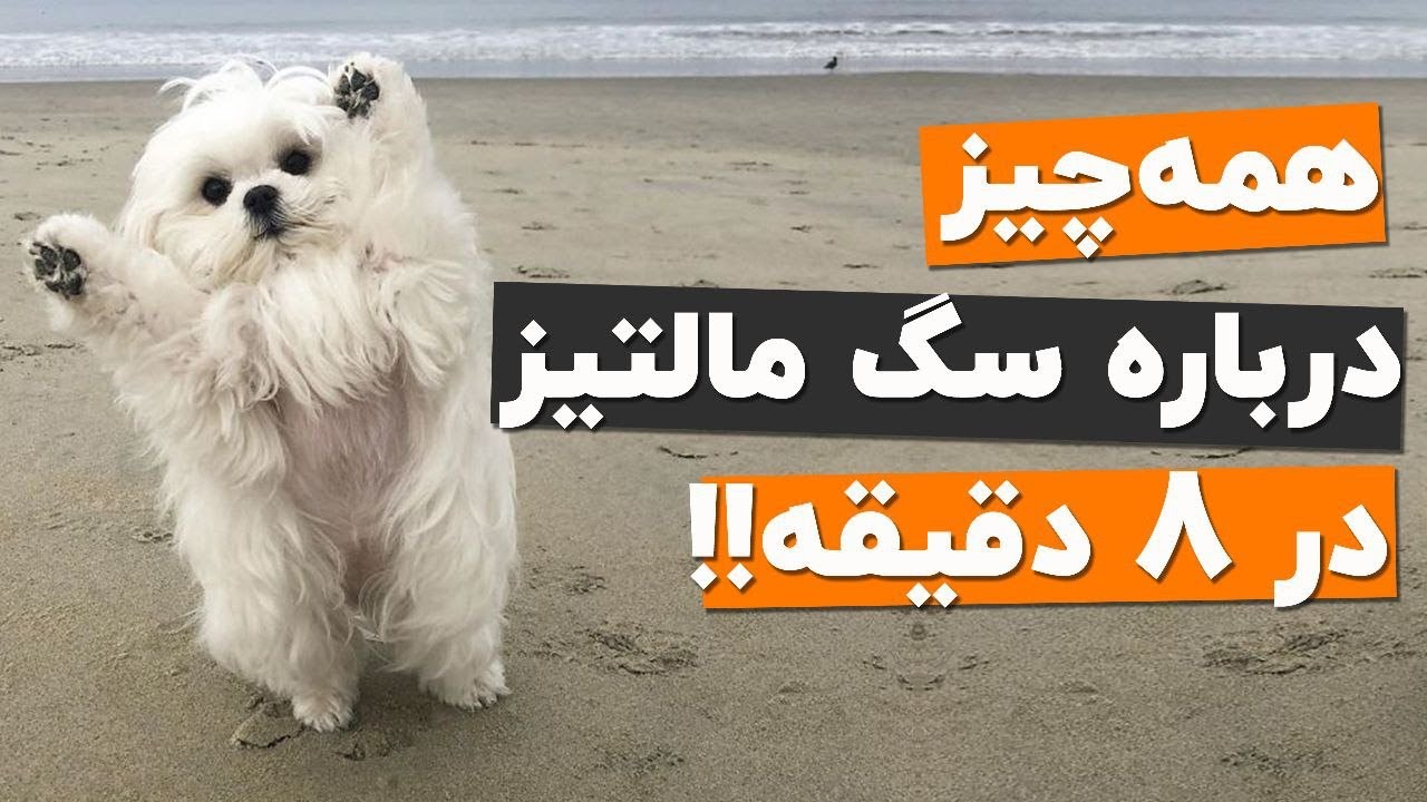سگ مالتیز نژاد خوبیه؟ همه چیز درباره این نژاد سگ زیبا