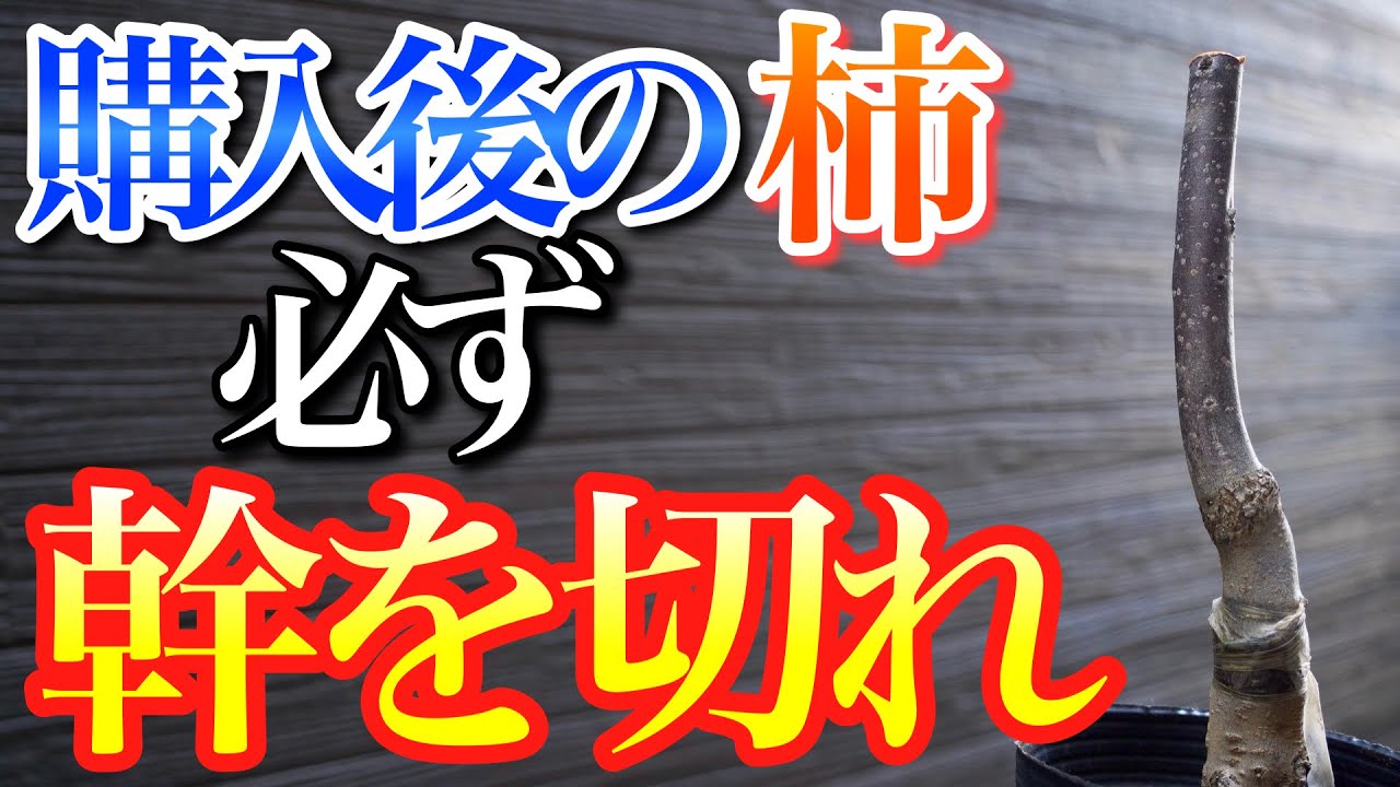 購入後は柿の幹を切らないと必ず後悔します