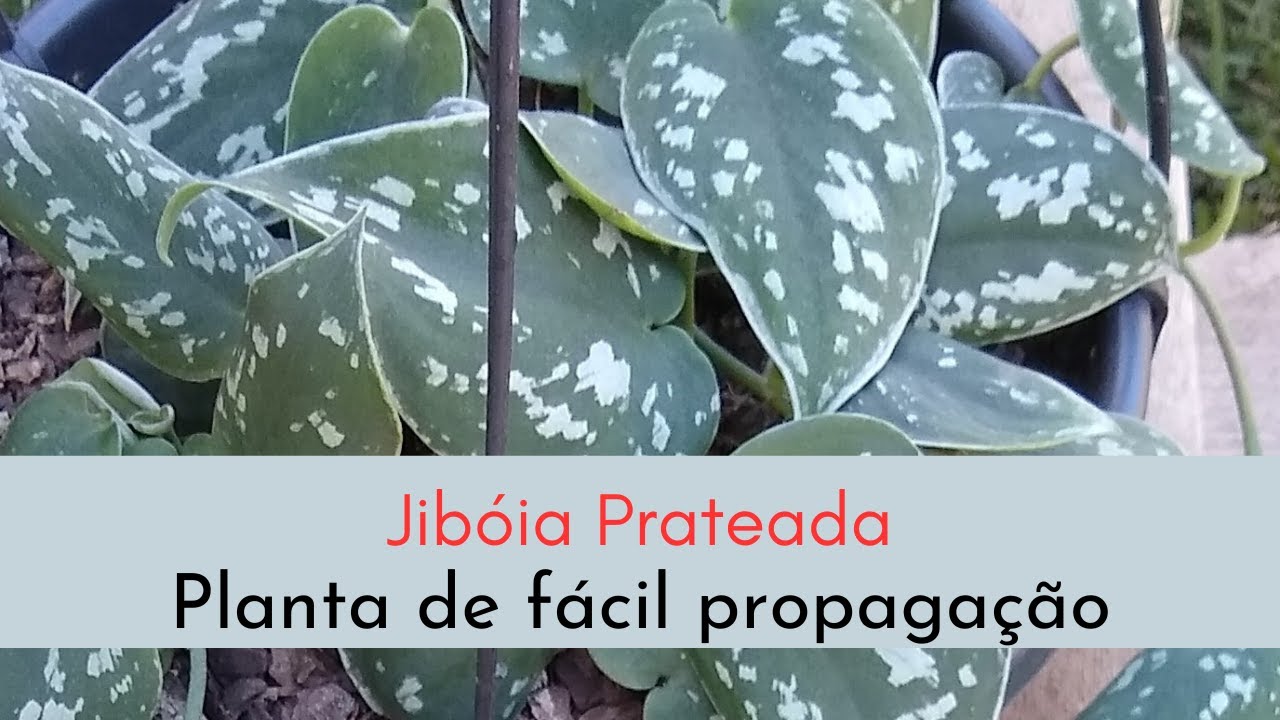 Como fazer mudas da jibóia prateada de forma fácil.