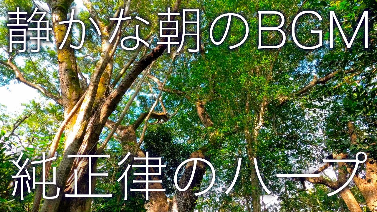 【朝のリラックス】早朝の森で鳥たちと一緒に目覚める、純正律ヒーリング音楽｜A=432Hz × 癒しの森の音 🌿