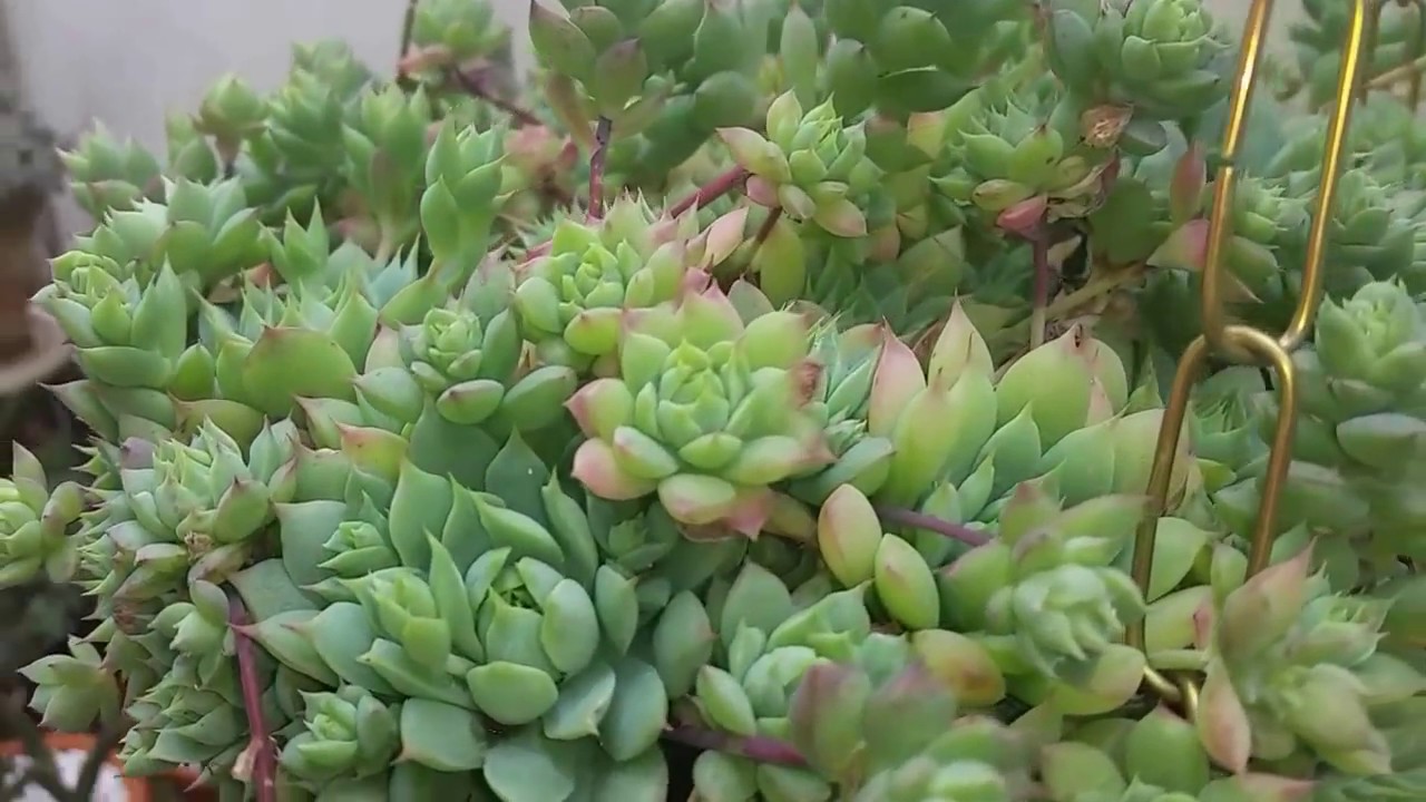 Tour pelo meu cantinho verde -Jardim.
