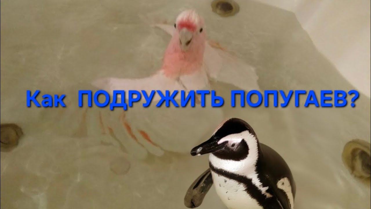 How to MAKE FRIENDS with a parrot?