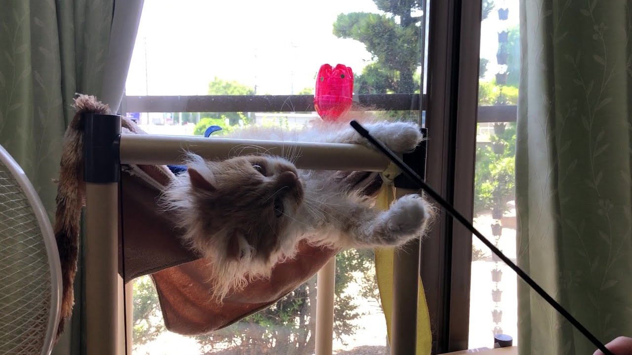 My Cats Won't Allow It！ ネコさんはそれを許さない！😻💚💛🩷