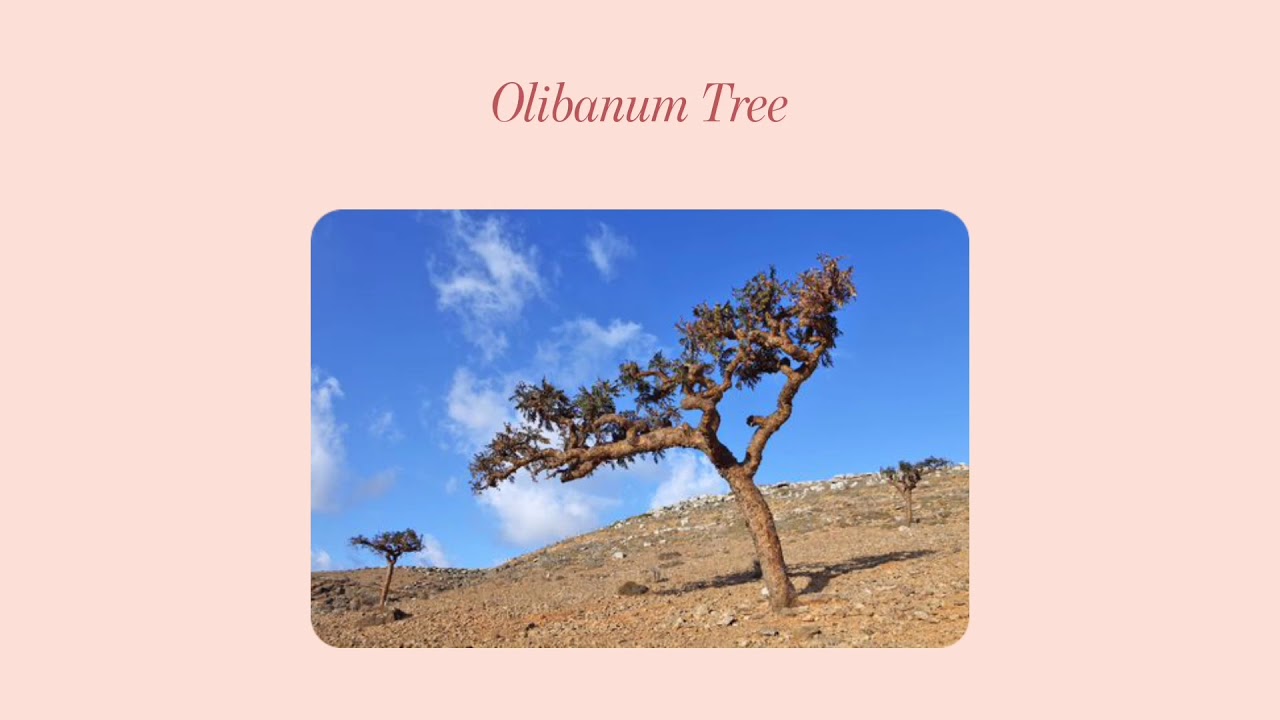 O&RA Cosmetics I Frankincense: the Pearls of Oman