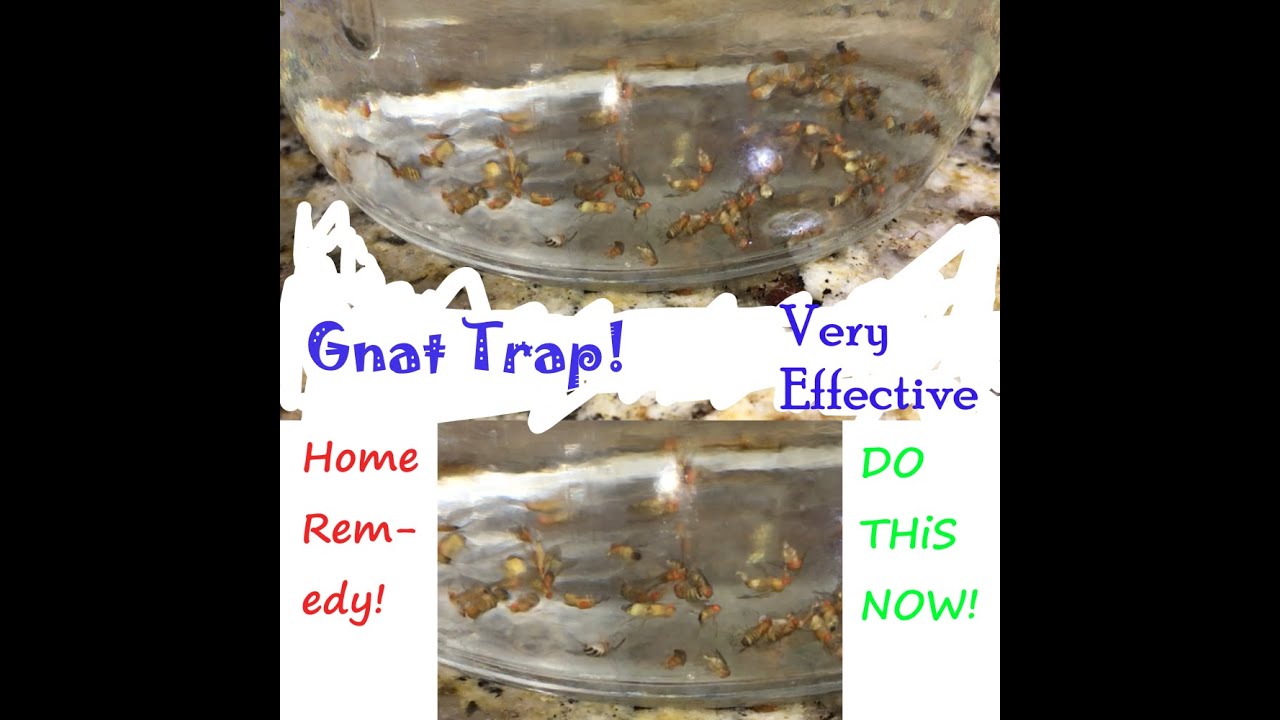 Easy DiY GNAT TRAP!
