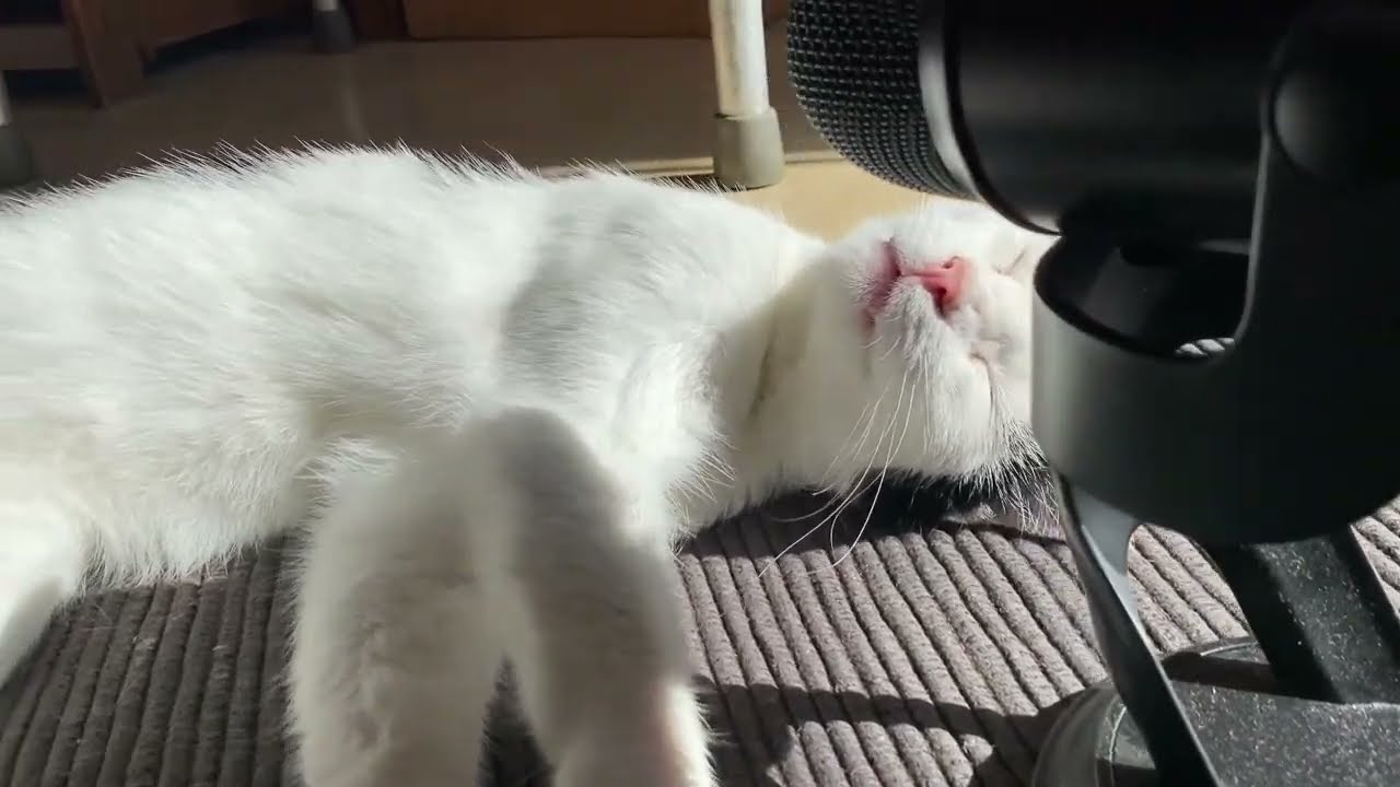 Cica dorombolás ASMR #magyarasmr