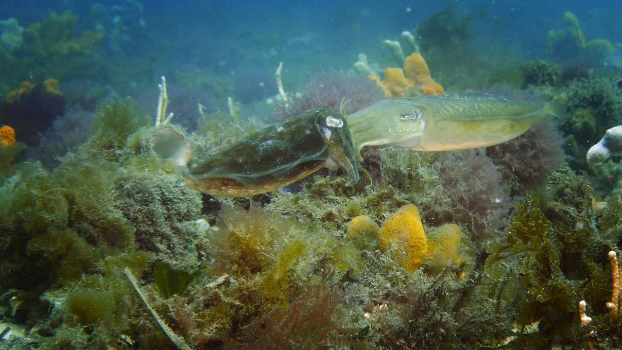 Cuttlefish Mating