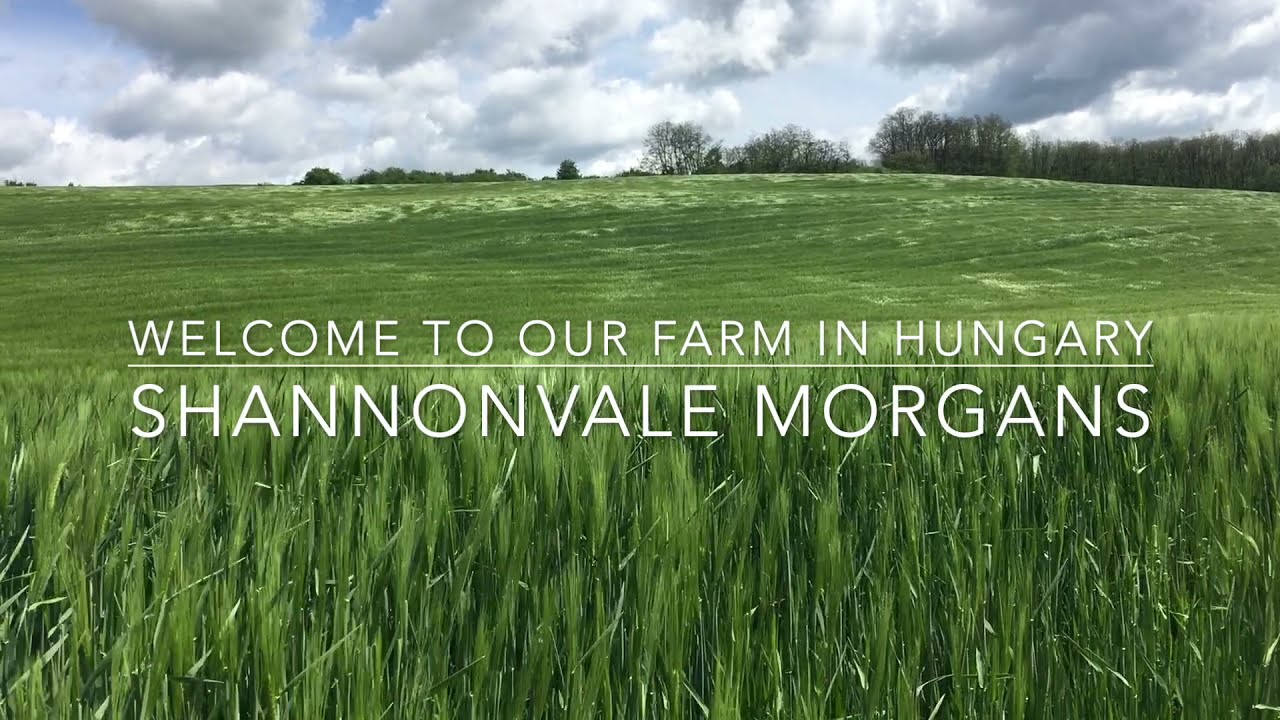 Welcome to ShannonVale Morgans, Hungary