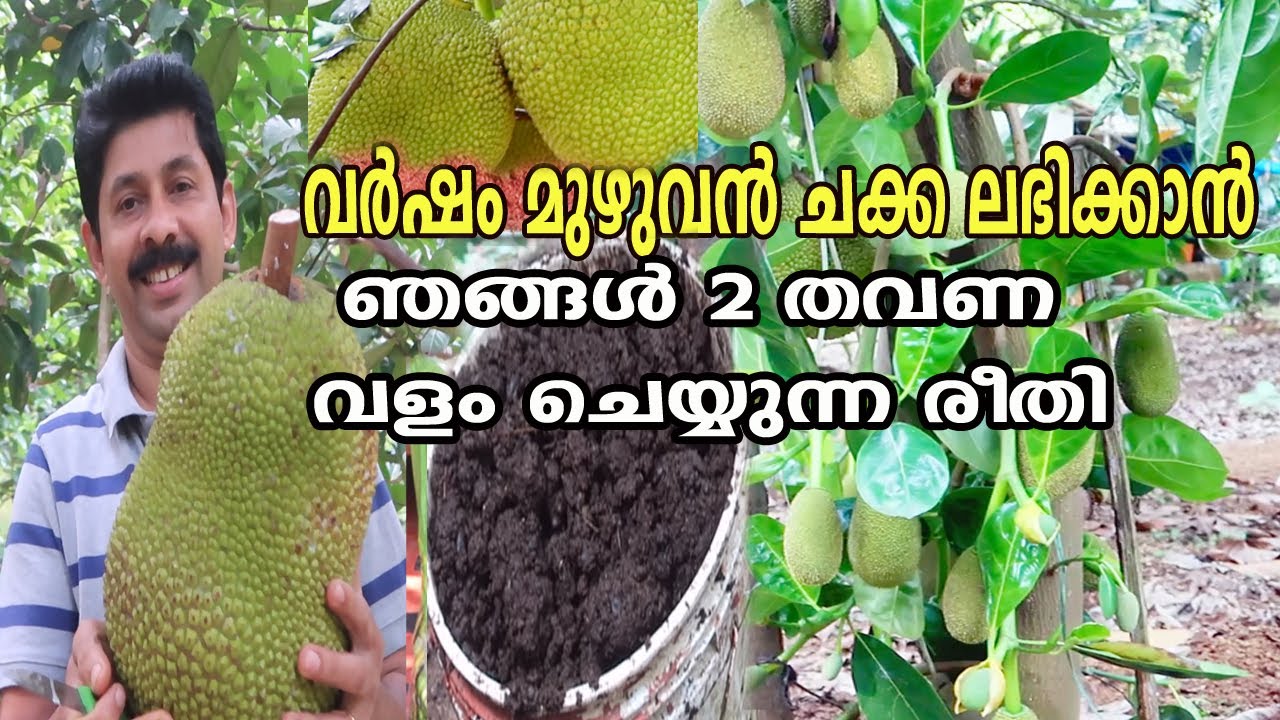 വർഷം  മുഴുവൻ ചക്ക ലഭിക്കാൻ  ഇങ്ങനെ വളം ചെയ്യൂ 365 days Jackfruit Farming || Fertilizer