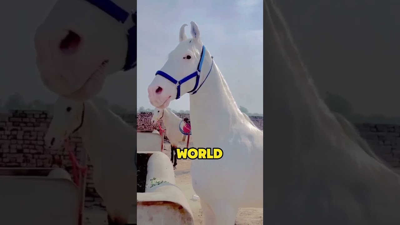 World&rsquo;s most expensive horse #knowledge #usa #fyp #horse #world #interesting