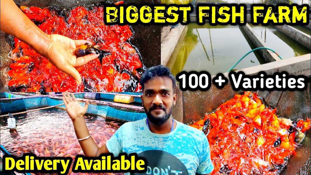 Best Quality Acquarium Fishes in Chennai | Chennai Fish Farm | Kolathur Fish Wholesale | mvksaga