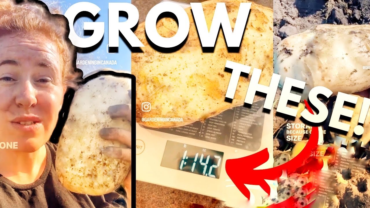 Grow GIANT Potatoes Step-By-Step! 🥔