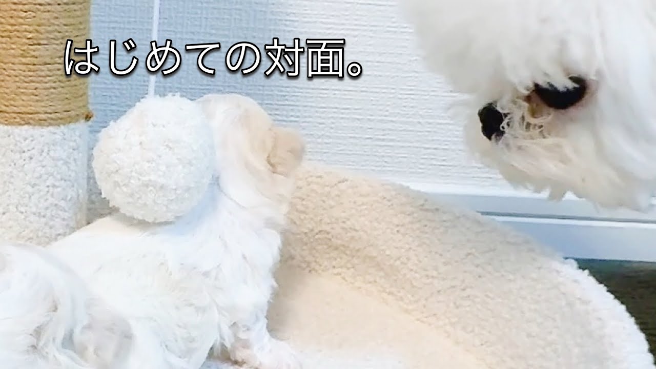 はじめての対面。パパがそっと見守った日