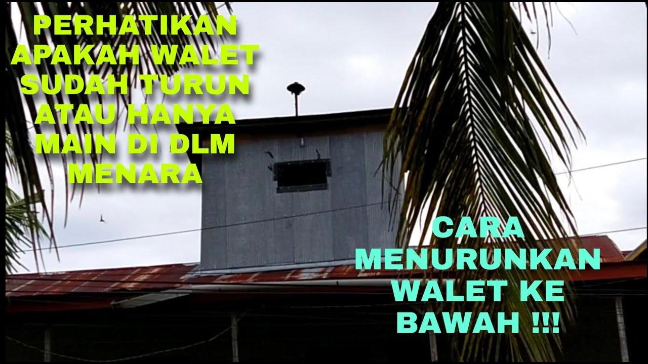 CARA  MENARIK WALET AGAR TURUN KE SUARA TARIK VOID !!!