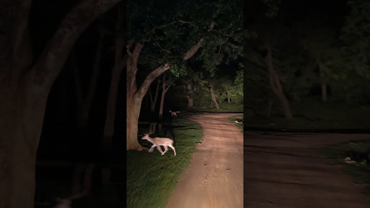 #palamau tiger reserve me Mila tiger in night Safari me #netarhat #wildlifeparadise #leopardsafari #