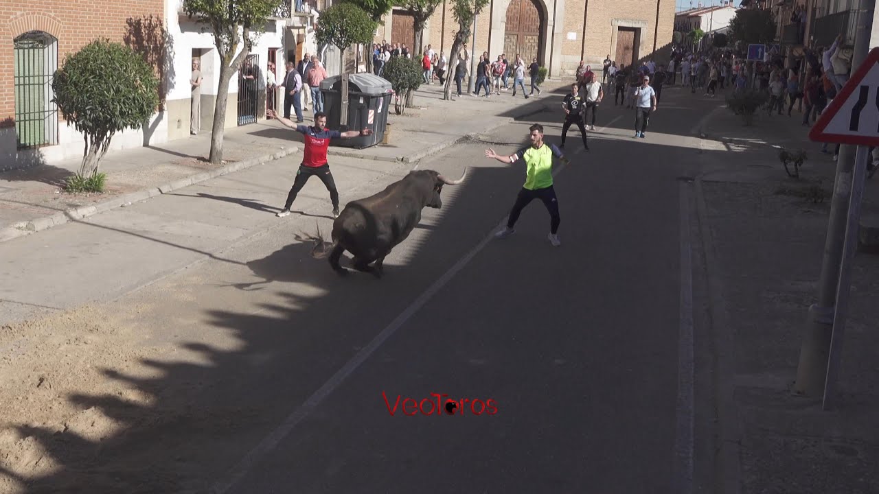 La Seca (VA) 2024 Toro del Sarmiento