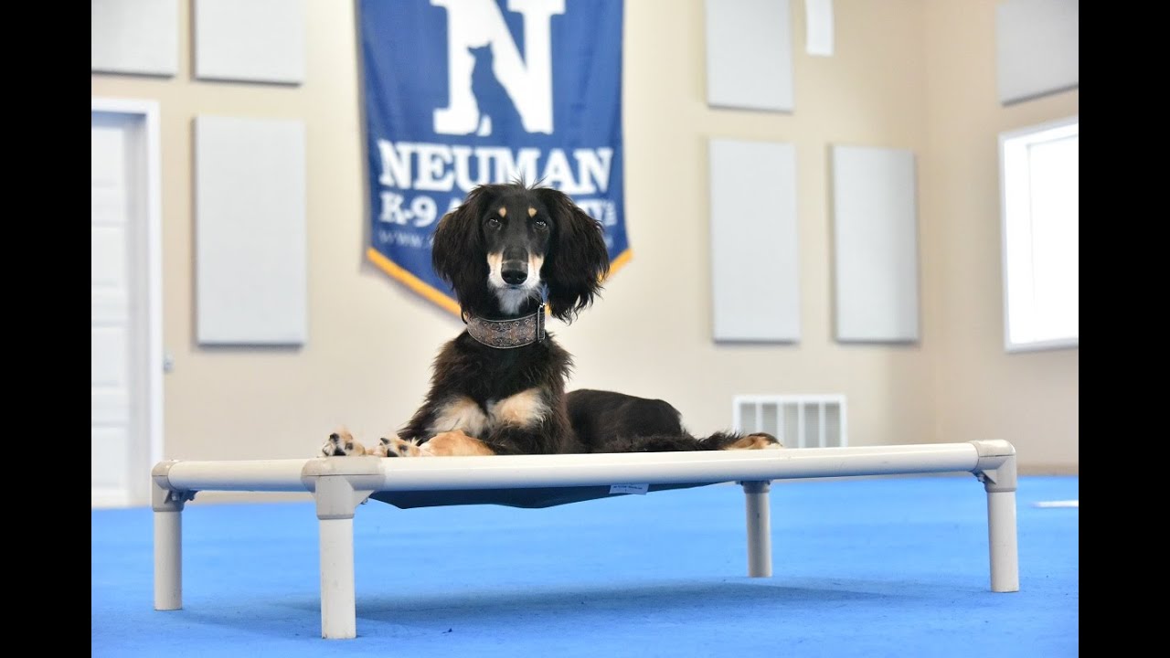 Anubis (Saluki) Puppy Camp Dog Training Video Demonstration
