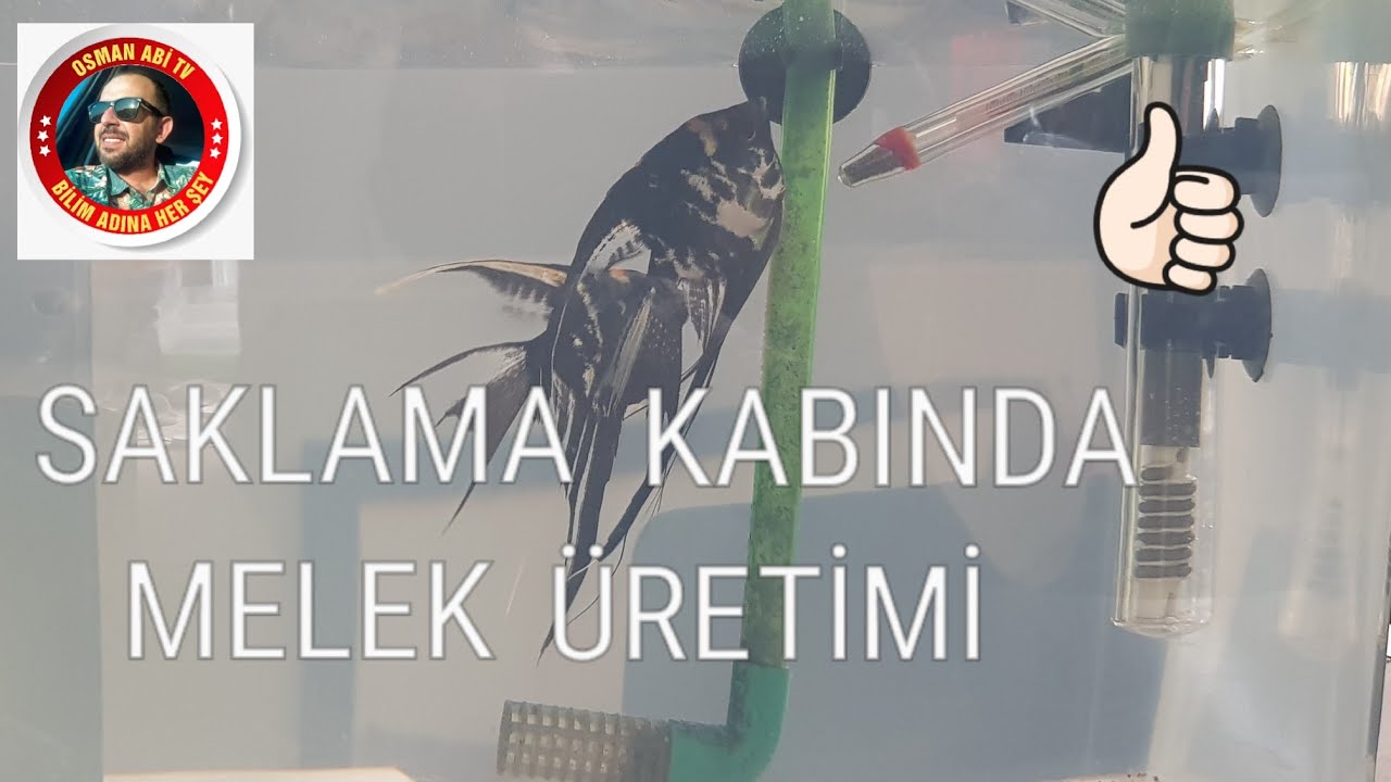 SAKLAMA KABINDA MELEK ÜRETİMİ ( TR'DE İLK )