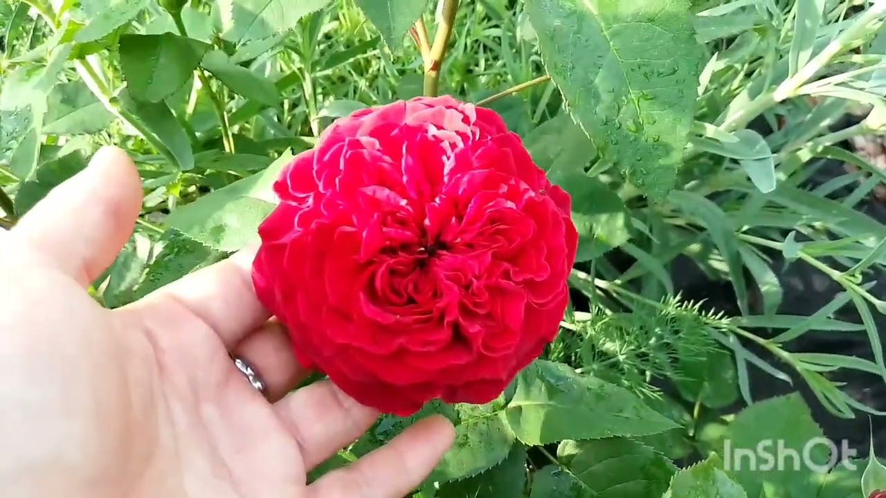 Троянди недільного ранку 🌹🌹🌹Остінки в лідерах