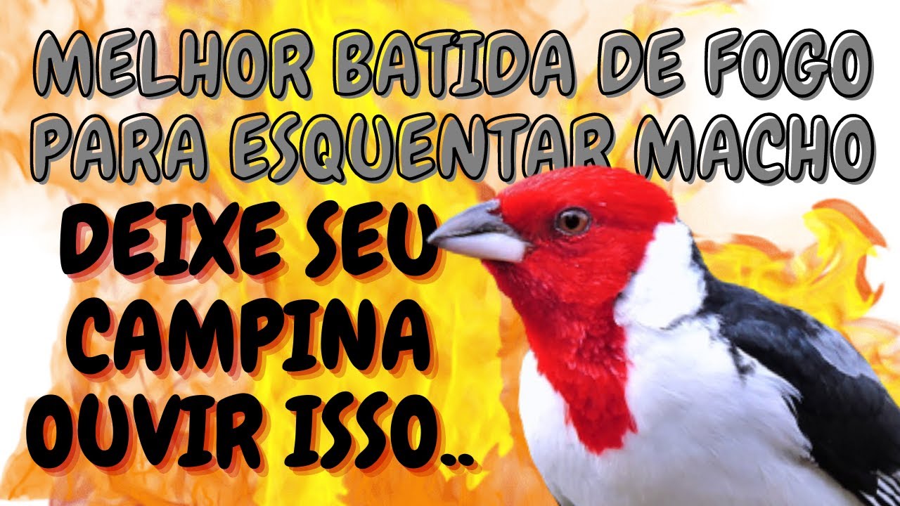 ESQUENTE SEU GALO DE CAMPINA COM ESSE PIADO DE FOGO (MELHOR PIADO)