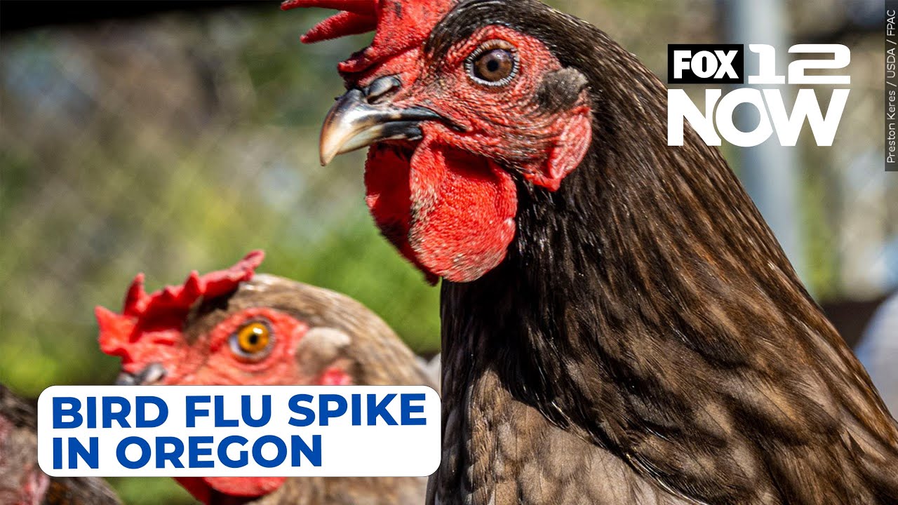 What to know about the bird flu spike in Oregon