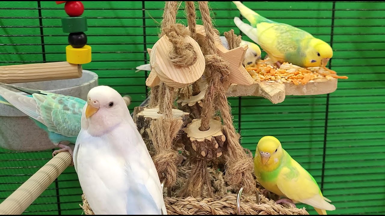 budgie sounds for 7 hours