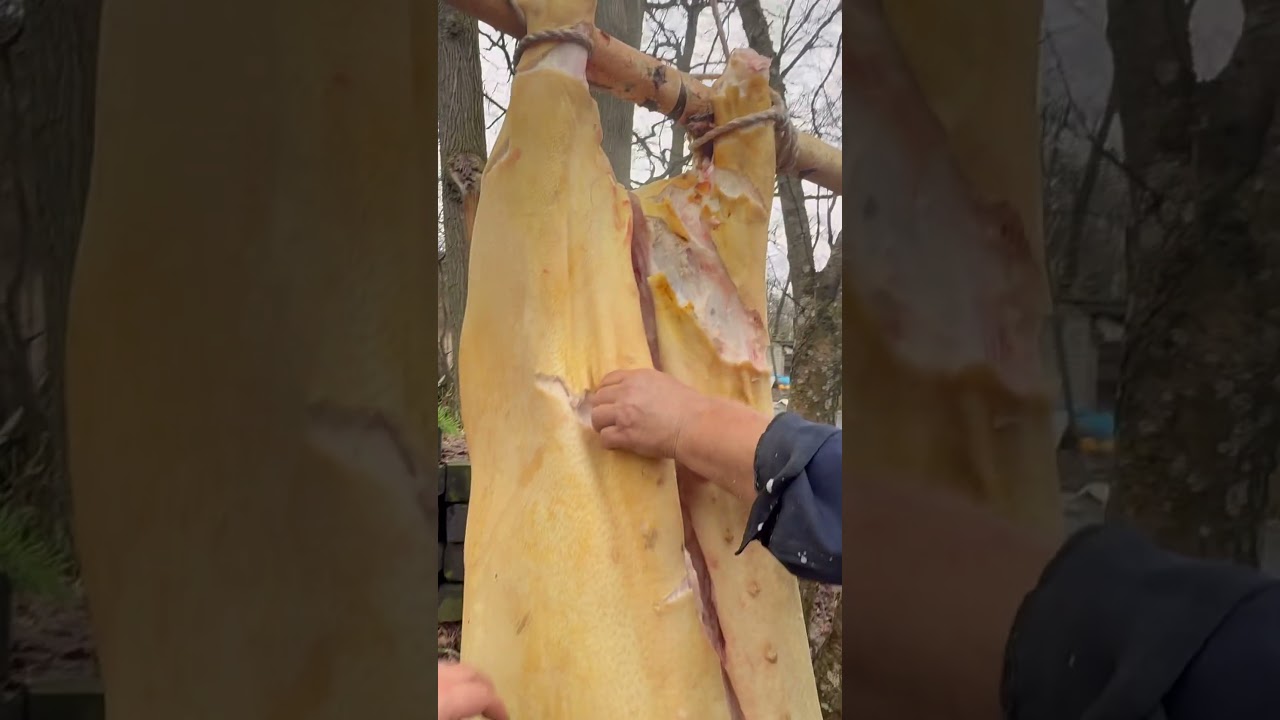 Перша пробна версія.