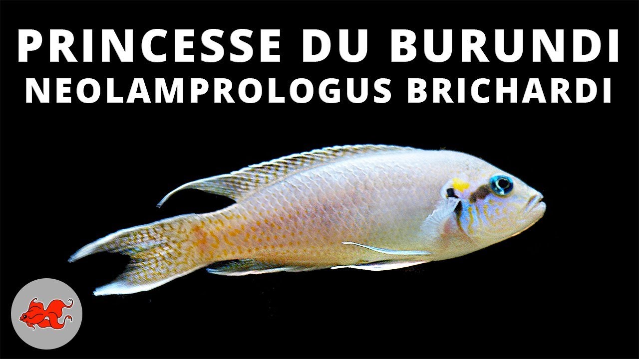 Princesse du Burundi - Neolamprologus brichardi ✔
