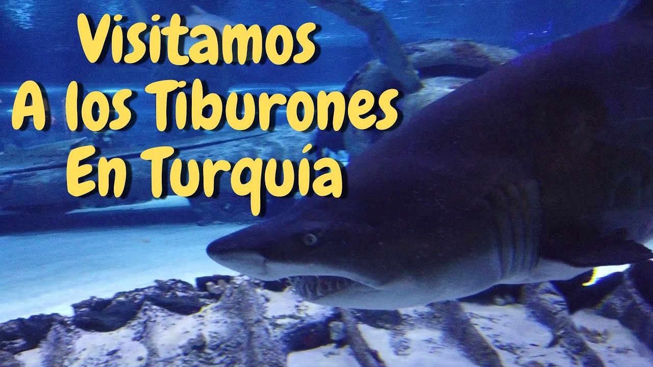 En El Acuario Túnel Más Grande Del Mundo En Antalya