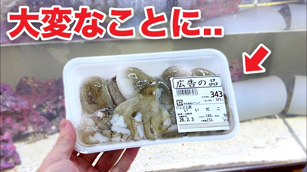 スーパーに売っていたタコを水槽に入れると...