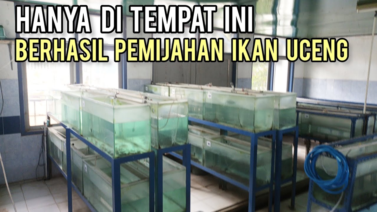 Keren dan Luarbiasa, Pemijahan Ikan Uceng Berhasil Dilakukan Balai Benih Ikan Kabupaten Temanggung