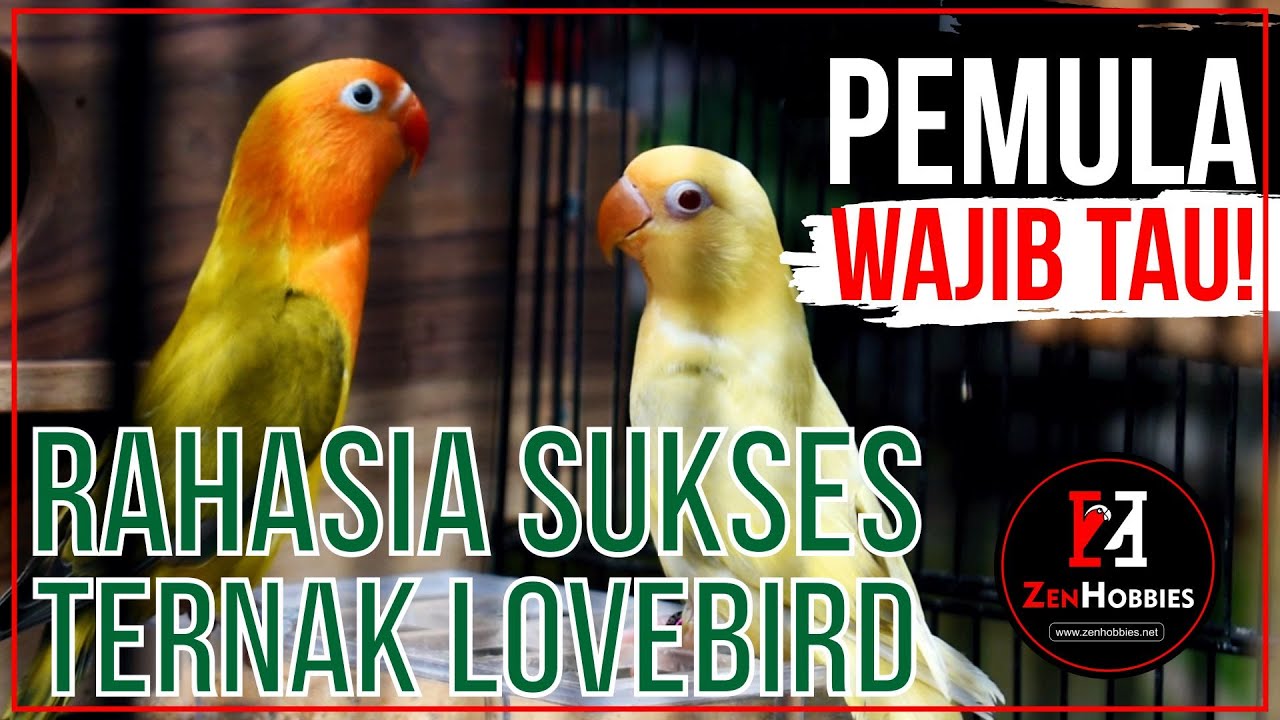 Cara Beternak Lovebird untuk Pemula 🐦 (Setup Kandang Ternak) 😍👍