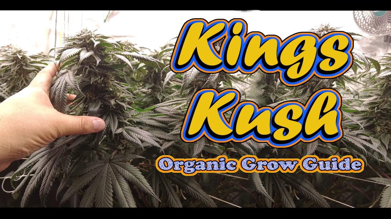 Home Grow Documentary - Big Y I E LD ! Organic indoor - Clone to Harvest Journey!